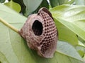 Geometric and empty hive on a green leaf Royalty Free Stock Photo