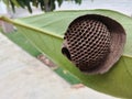 Geometric and empty hive on a green leaf