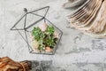 Geometric glass vase with succulents, cactuses, stones and shells on gray cement table with old books. Scandinavian home decor,