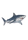 Geometric illustration of a shark, featuring Royalty Free Stock Photo