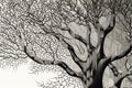 geometric line drawing of tree with intricate lines and deep shadows Royalty Free Stock Photo