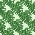 Geometric monstera leaves wallpaper. Botanic seamless pattern