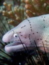 Geometric moray