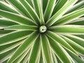 Agavaceae Agave angustifolia. Geometric nature background, Plant of branches with thorns in tropical garden. Royalty Free Stock Photo
