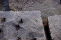 Geometric pattern of quarried granite blocks on Ogden Point Breakwater, Victoria, BC.