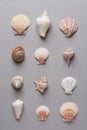 Geometric pattern from rows of sea shells of different shapes and colors on gray stone background. Elegant minimalist style