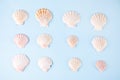 Geometric pattern from rows of seashells of same shapes and colors on blue background. Minimalist style. Creative poster card.