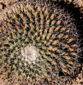 Geometric Pattern of Spines On Small Cactus Royalty Free Stock Photo