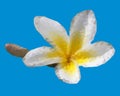 Geometric Plumeria flower