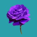 Geometric polygonal purple rose on blue, isolated polygon vector flower