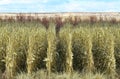 Geometric Rows of Golden Winter Cornstalks