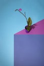 Geometric still life with room orchid in a pot Royalty Free Stock Photo