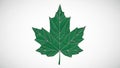 Retains the recognizable form of a maple leaf with its distinctive Royalty Free Stock Photo