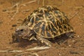 Geometric tortoise