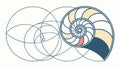 Nautilus shell geometric, spiral shape, mathematical vector design. vector design Generative AI
