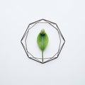 A geometrically framed leaf design. A Royalty Free Stock Photo