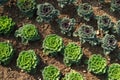 Geometrically planted green cabbages