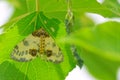 geometrid moth Royalty Free Stock Photo