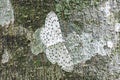 Geometrid Moth & x28;Antipercnia sp., Ennominae