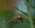 Geometridae in dew Royalty Free Stock Photo