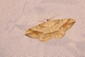 Geometridae moth