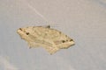 Geometridae moth Royalty Free Stock Photo