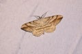 Geometridae moth