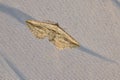 Geometridae moth