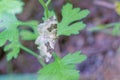 Geometridae moth Royalty Free Stock Photo