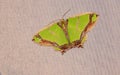 Geometridae moth Royalty Free Stock Photo