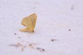 Geometridae moth Royalty Free Stock Photo