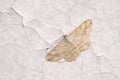 Geometridae moth Royalty Free Stock Photo