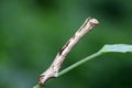 Geometridae on plant Royalty Free Stock Photo