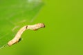 Geometridae on plant Royalty Free Stock Photo