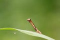 Geometridae on plant Royalty Free Stock Photo