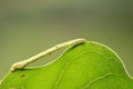 Geometridae on plant Royalty Free Stock Photo