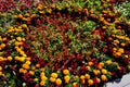 The geometry of the city flower beds