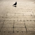 Geometry patterned city sidewalk and one pegeon silhouette shadow Royalty Free Stock Photo