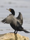 Geoorde Aalscholver, Double-crested Cormorant, Phalacrocorax auritus