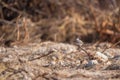 Geopelia striata bird in the forest