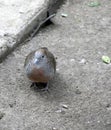 Geopelia striata or zebra dove in Reunion island, beautiful bird