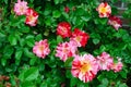 George Burns floribunda rose bush multicolored pink, rose-pink, red, white horizontal