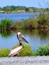 George The Pelican on The Lake Royalty Free Stock Photo