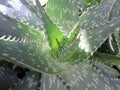 Georgeous aloevera plant Royalty Free Stock Photo