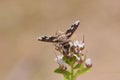 Georgeous Bee Fly  708846 Royalty Free Stock Photo