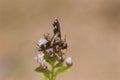 Georgeous Bee Fly  708848 Royalty Free Stock Photo