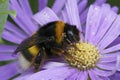 Georgeous colorful closeup on a queen Large earth bumblebee, Bombus terrestris grup, sitting on a blue Aster