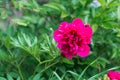 Georgeous peony in a full bloom Royalty Free Stock Photo