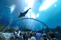 Georgia Aquarium Tunnel Royalty Free Stock Photo