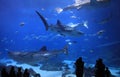 Georgia Aquarium, USA
